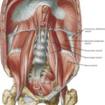 Major muscles of the lower core