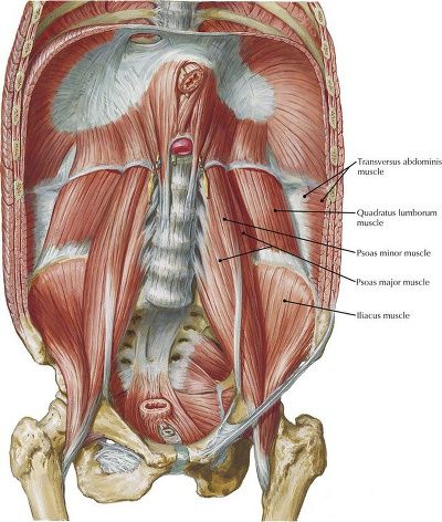Muscles of the lower core